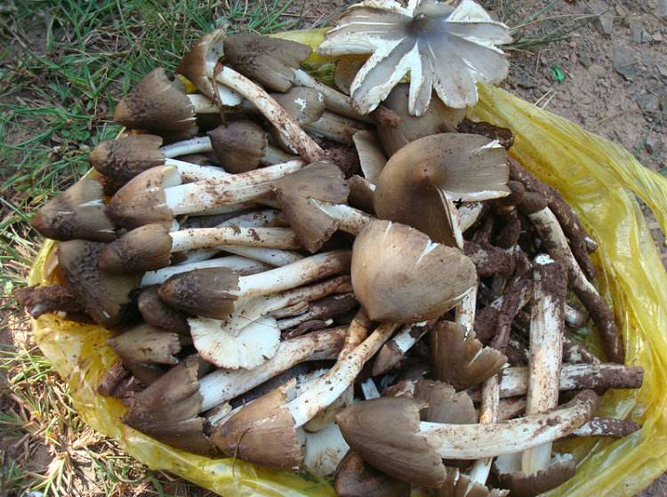 云南特产鸡枞菌食用菌 产地批发 白鸡枞 1斤