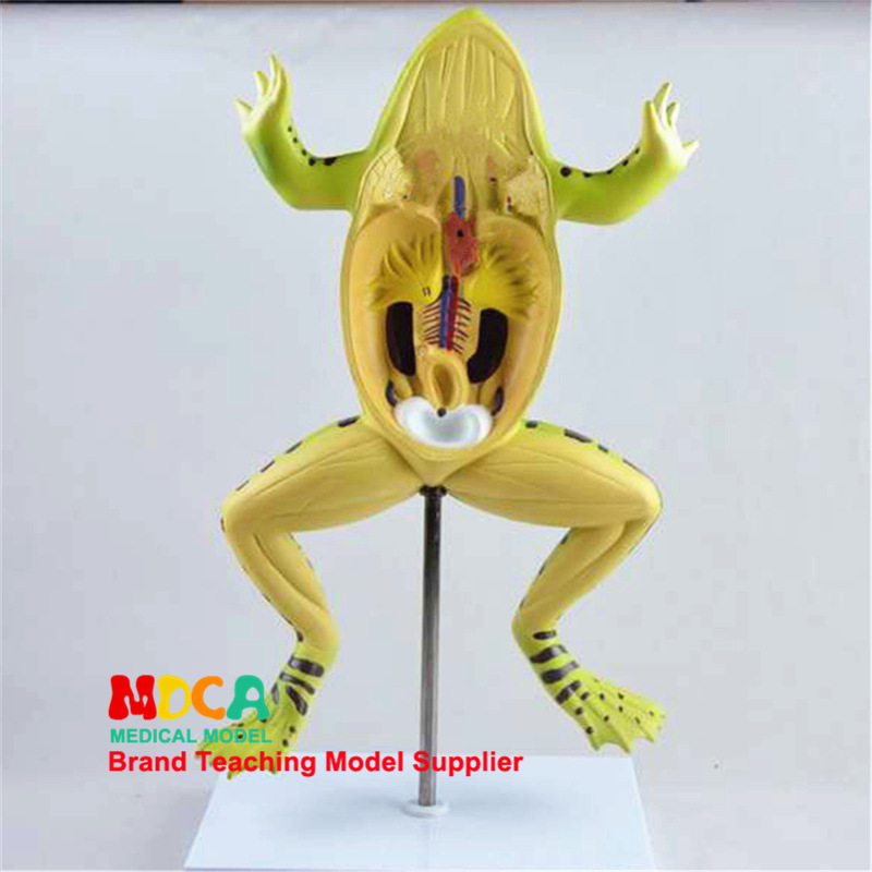 青蛙解剖模型蟾蜍蛤蟆解剖模型动物解剖医学教学 mqwjp001