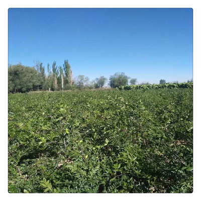 嫁接枣树苗多少钱一棵 和田枣树苗供应基地 品种全 盆景枣树苗