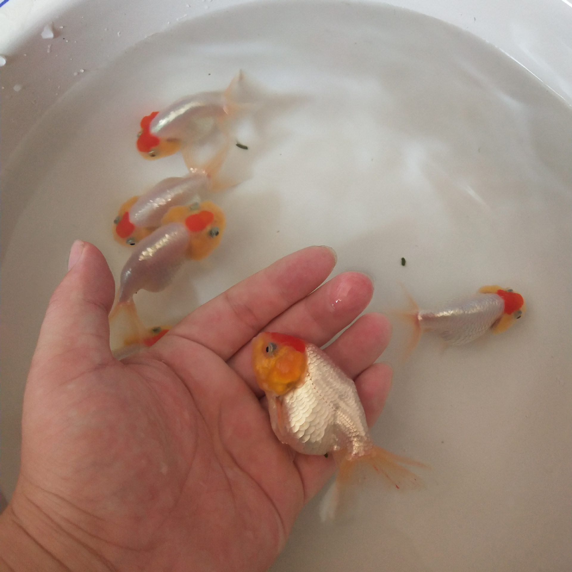 鱼场养殖批发 红顶虎金鱼活体 观赏鱼金鱼苗淡水养殖