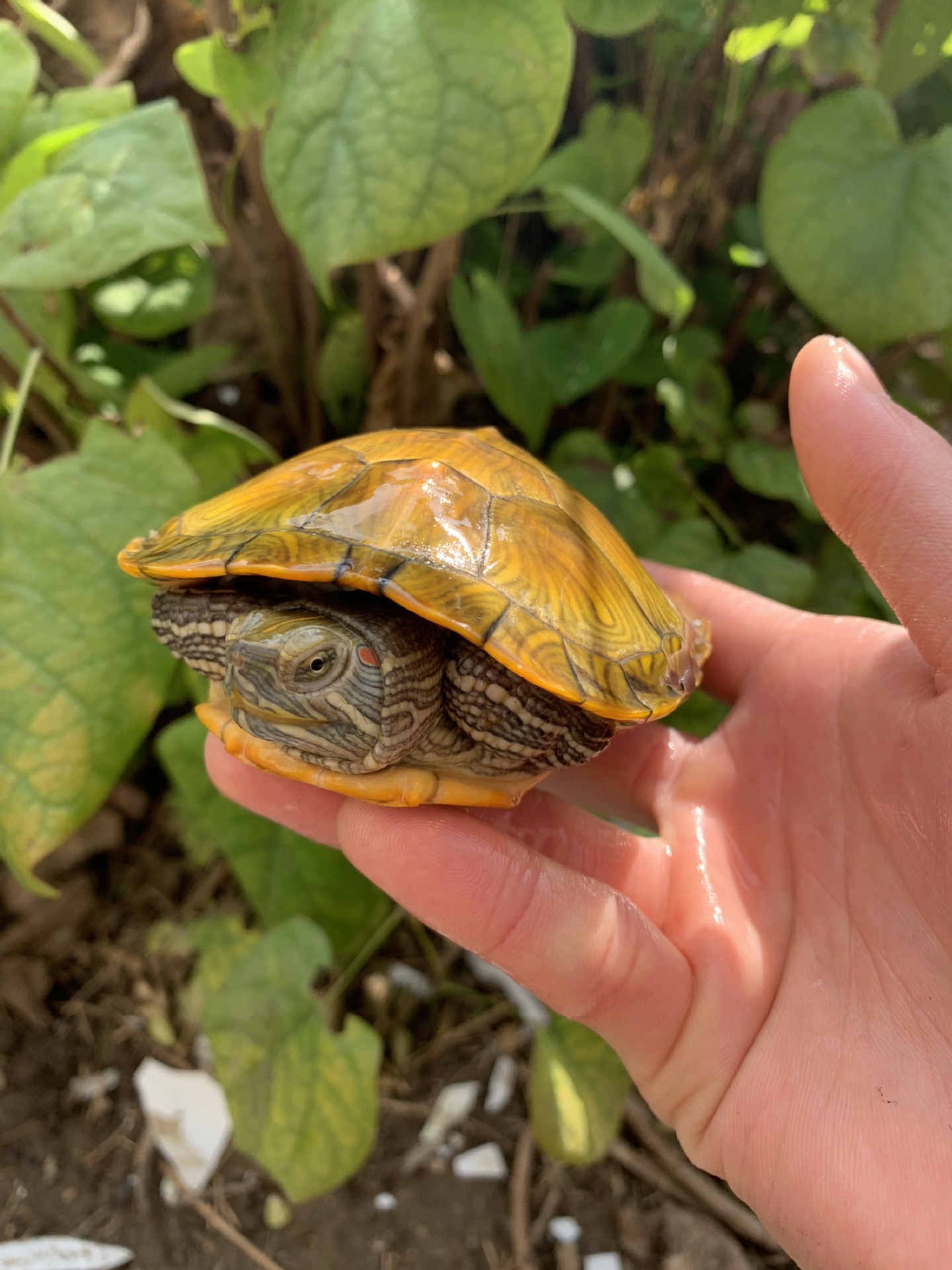 小巴西龟巴西龟苗 炫彩喷绘乌龟活体 巴西彩龟3到26厘米