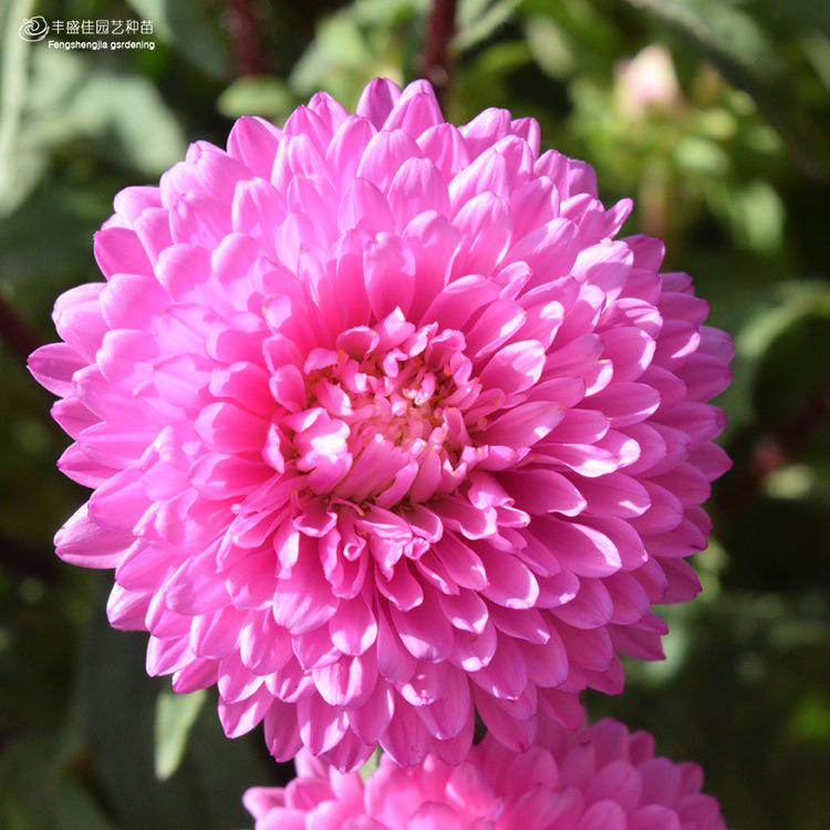 【厂家直销零售批发】舌状切花翠菊景观绿化易活盆栽阳台花海