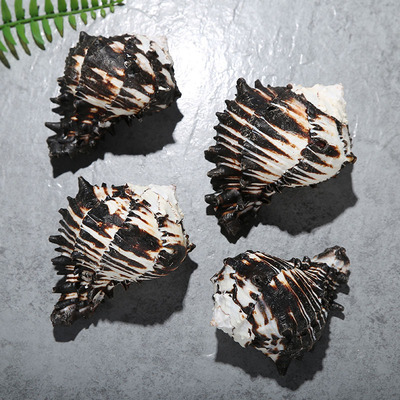 美国黑骨螺8-12cm天然海螺贝壳黑骨螺标本螺创意家居微景观摆件