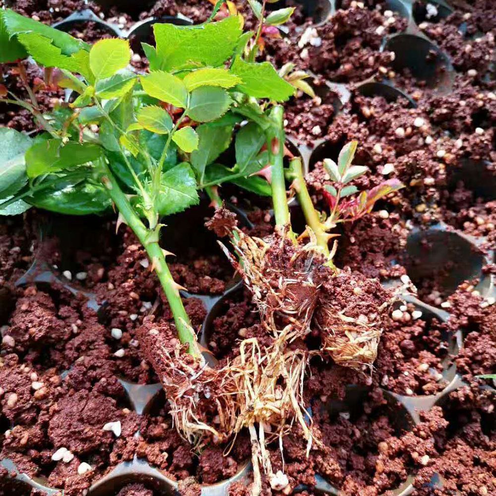 云南基地批发鲜切花艾莎玫瑰花苗月季小苗 盆栽多头 绿化工程花卉