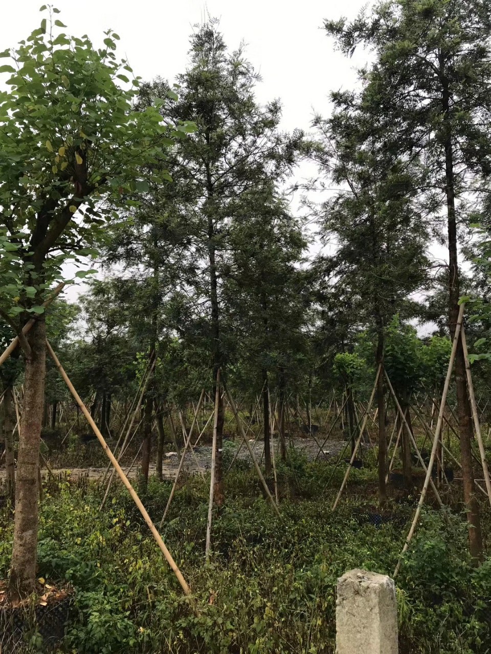 906基地供应 全冠 银桦 10-12cm 假植 黄花银桦树