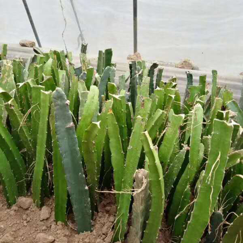 现挖现卖红心火龙果苗可看圃起苗台湾大红火龙果苗