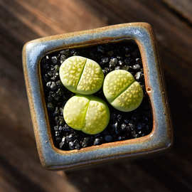 超萌多肉绿福来生石花植物花卉室内盆栽裸根不带土屁屁花pp