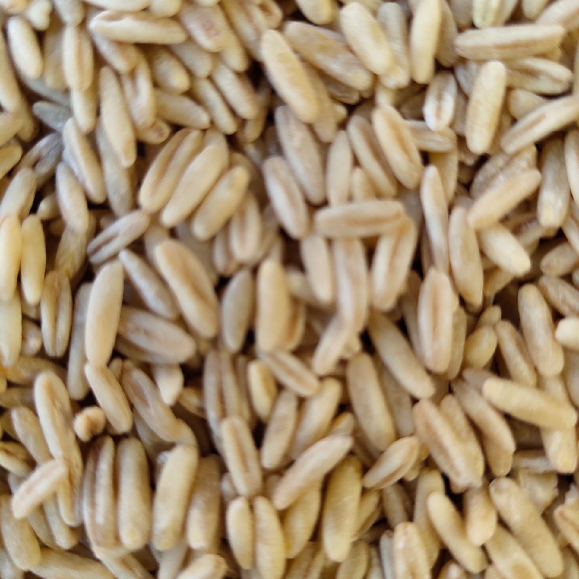 现货批发燕麦胚芽米 精制燕麦胚芽米 五谷杂粮粗粮胚芽米袋装25kg