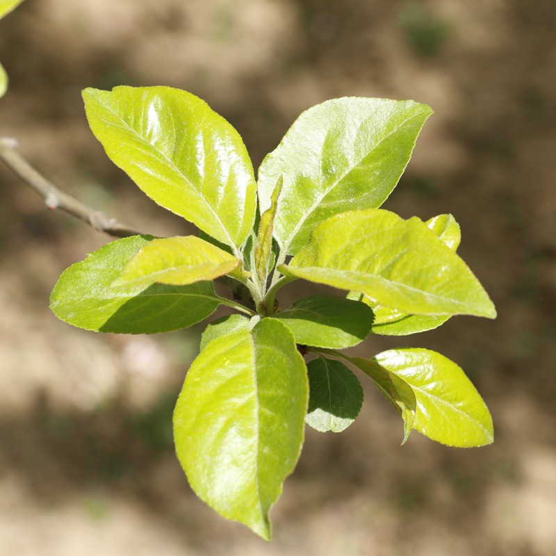 海棠树苗 批发绿化苗木西府海棠苗盆栽庭院美化 垂丝海棠
