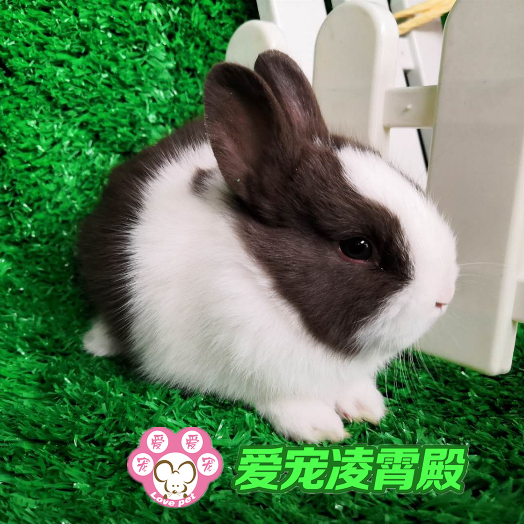 特价直销纯种侏儒兔子活体活物迷你猫猫兔侏儒道奇兔宠物专业批发