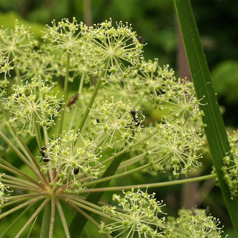 (印度)白松香精油【acyuta/优拓】