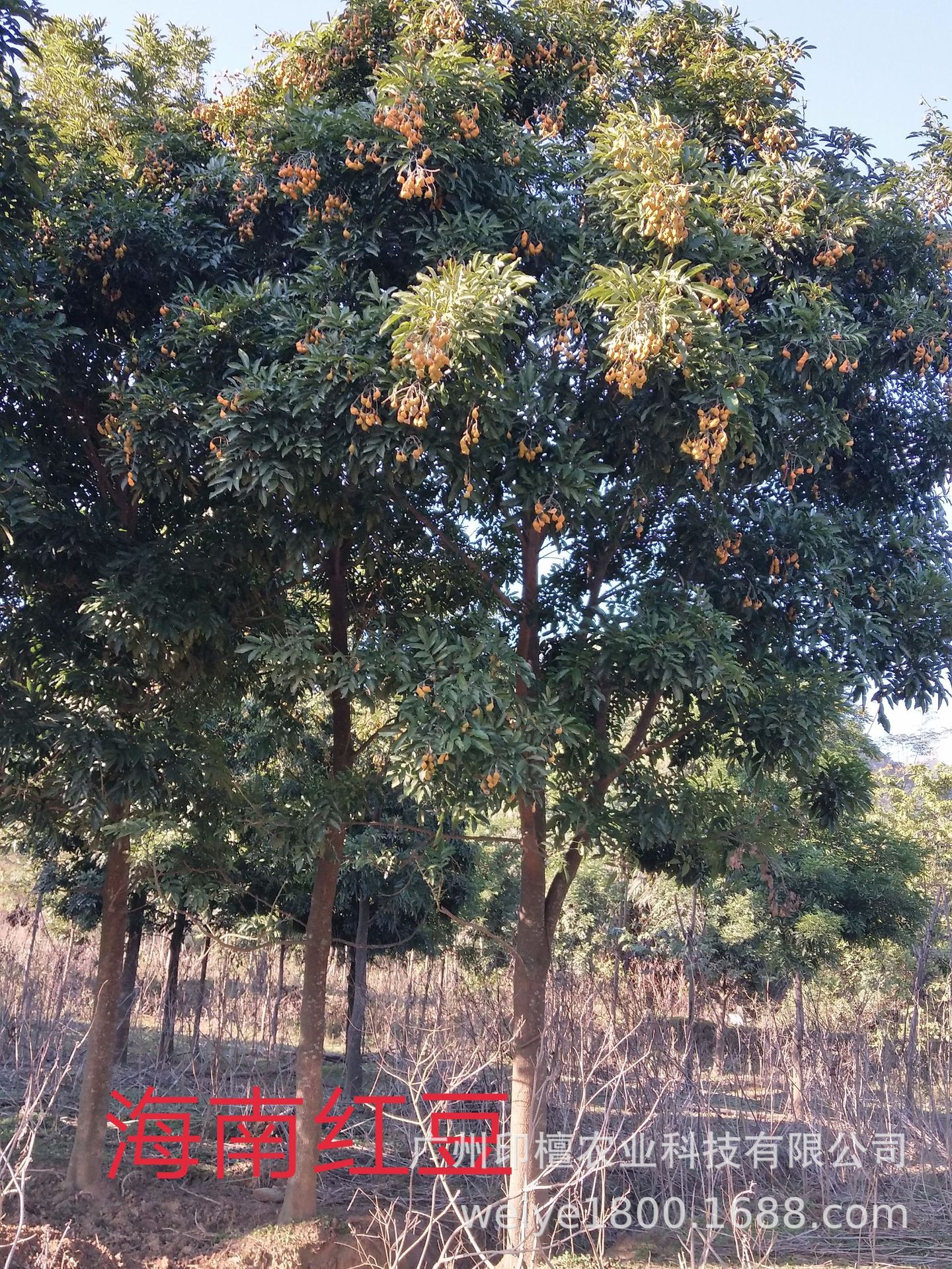 海南红豆-阿里巴巴