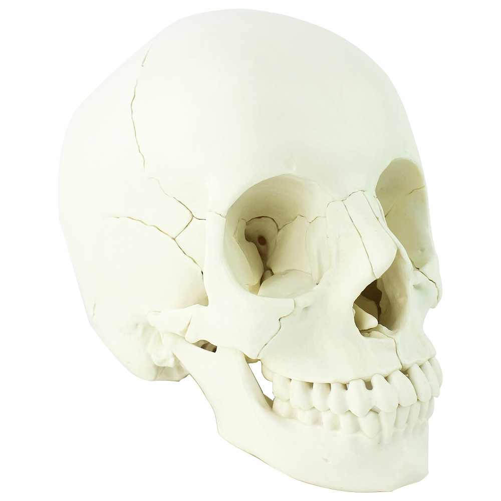 头盖骨骨缝线真实清晰,颅底 下颌骨,造型完美本头骨专为为天猫上线所