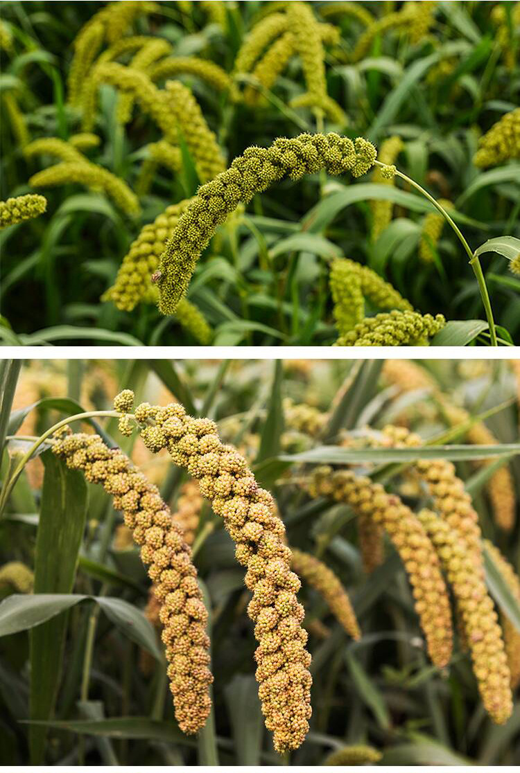 新鹦鹉粮 带壳黄谷子鸟粮 鸟食饲料 虎皮牡丹玄风有壳谷子小米