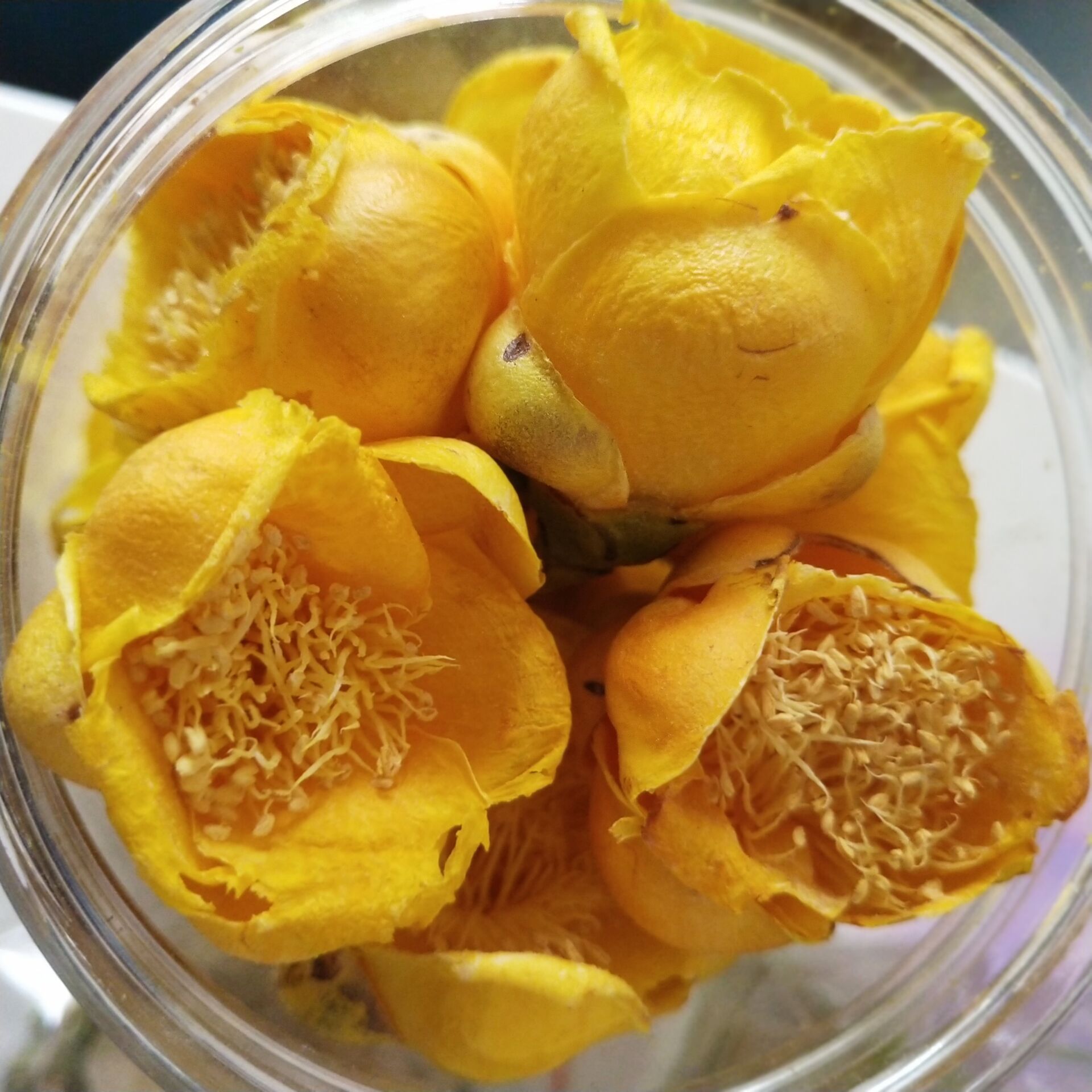 广西南宁金花茶罐装 野生茶礼盒装 送五种花草茶 现货批发