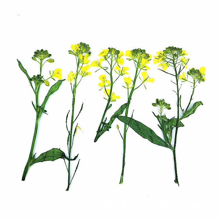 带枝油菜花 真花押花干花压花 幼儿园手工贴画 植物教学标本