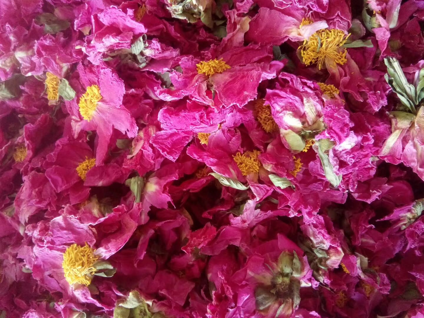 批发优质芍药花茶 芍花球 牡丹球/牡丹花球/牡丹花茶 裕民供应