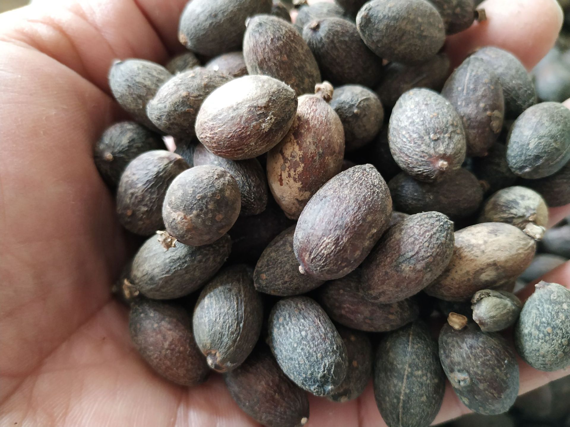 葵树子 蒲葵子 葵树籽 中药材 葵扇子批发量大从优