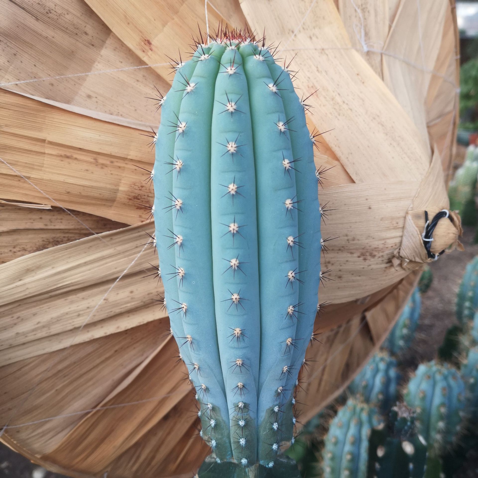 蓝林柱荒漠植物 实生蓝棱柱仙人柱 蓝色鸡腿嫁接仙人柱进口播种苗