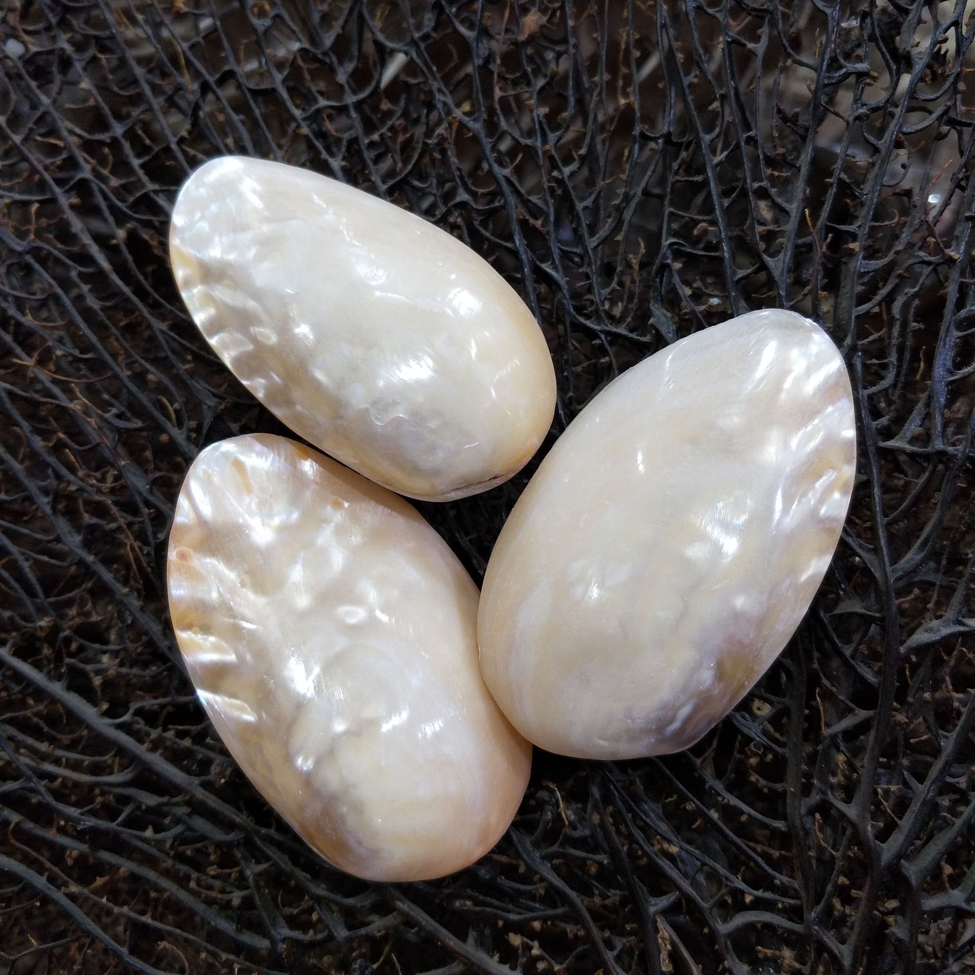 厂家直销 海螺贝壳 抛光珍珠贝 淡水贝壳海螺6-10河蛋 无孔抛光螺