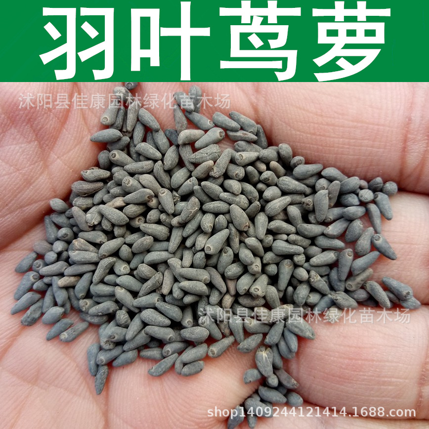 草花种子羽叶茑萝种子五角星花茑萝松种子茑萝籽1件1斤