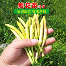 黄花菜种子种籽野菜种子籽种金针菜菜籽忘忧草菜种黄花蔬菜秋季孑