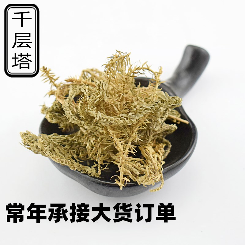 批发 小叶千层塔 大叶千层塔 千层塔  各种规格 支持q