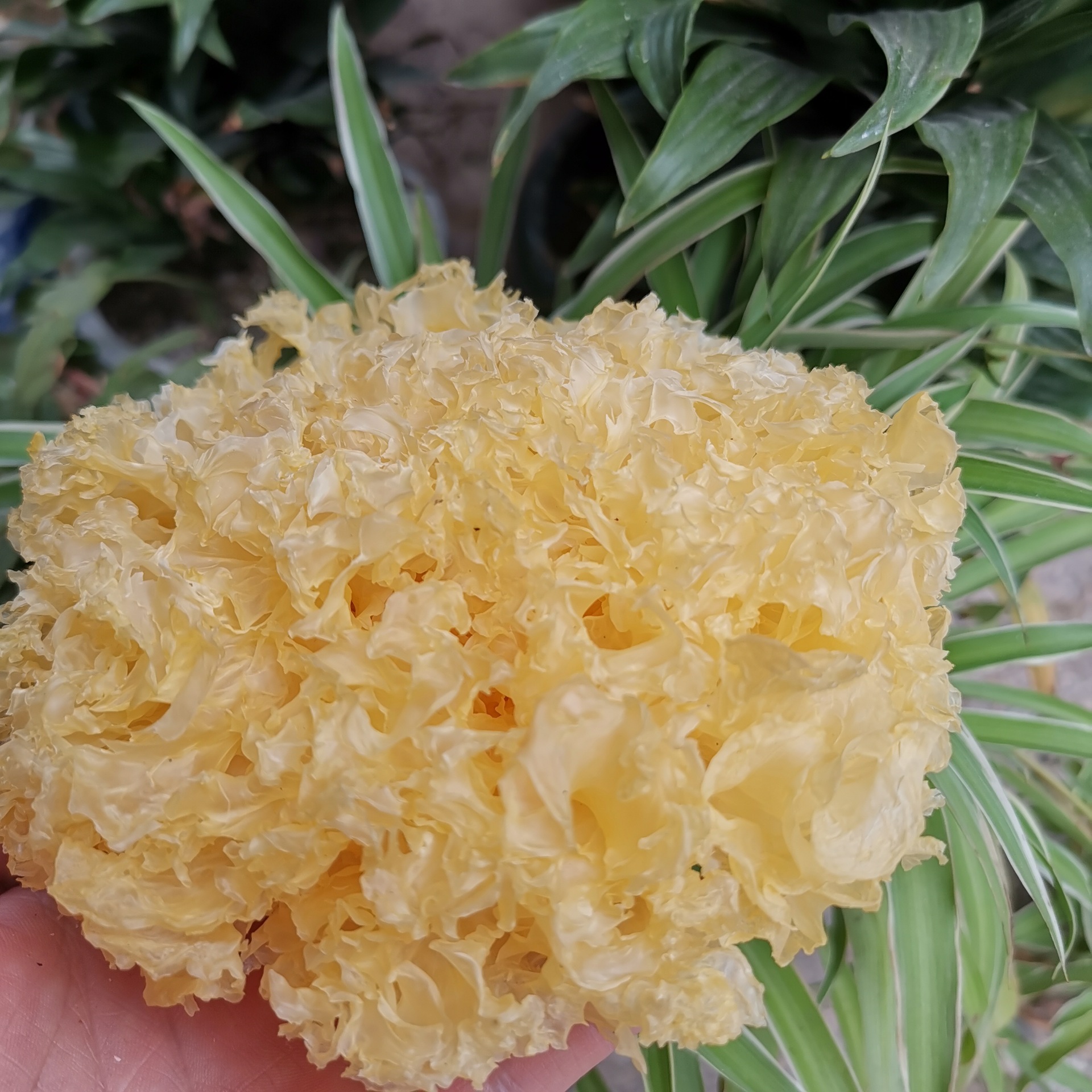 我司供应雪耳,黄金耳,白木耳,水洗银耳花,银耳粉,猴头菇,猴头