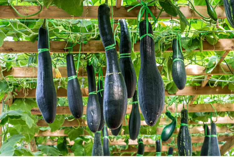 七叶早熟南瓜种子春季四季播45天收老品种长条黑南瓜种籽蔬菜种孑