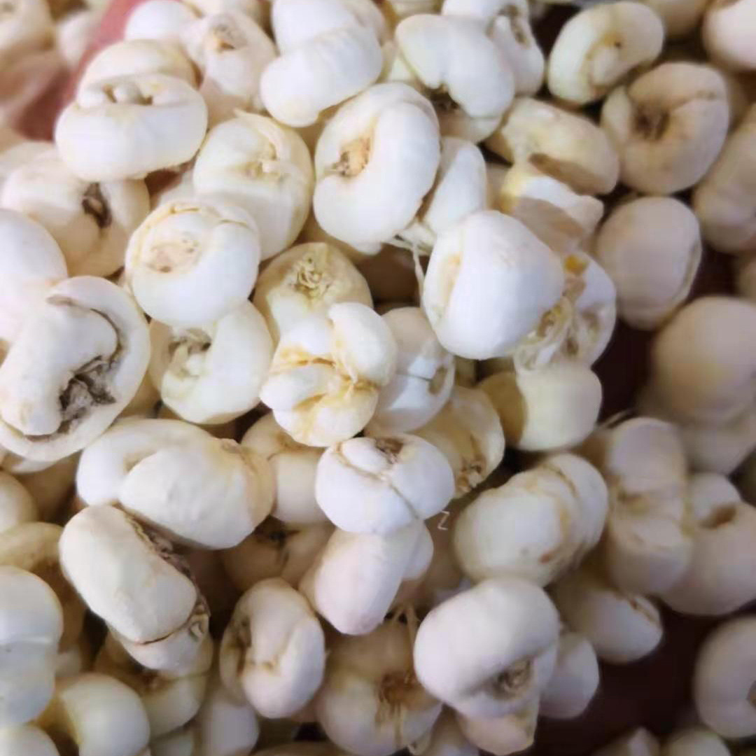 中药材贝母 散装川贝母500g平贝母 浙贝母批发 大货加工定制