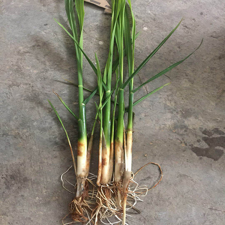 批发茭白苗菰笋菰米茭白茭儿菜茭笋菰实菰菜茭首高笋茭草品种