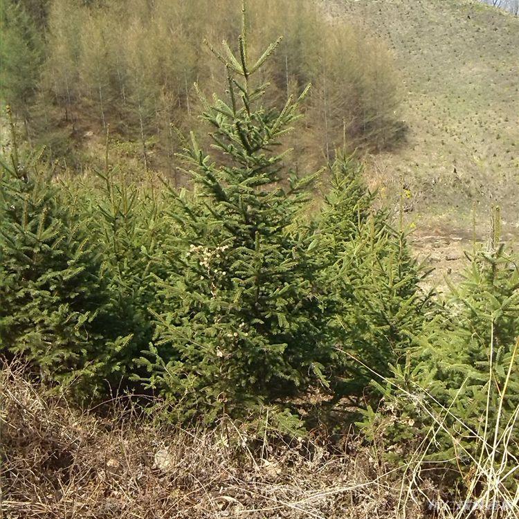 云杉树苗工程绿化苗 3米云杉绿化云杉 价格详情 自产自销-阿里巴巴