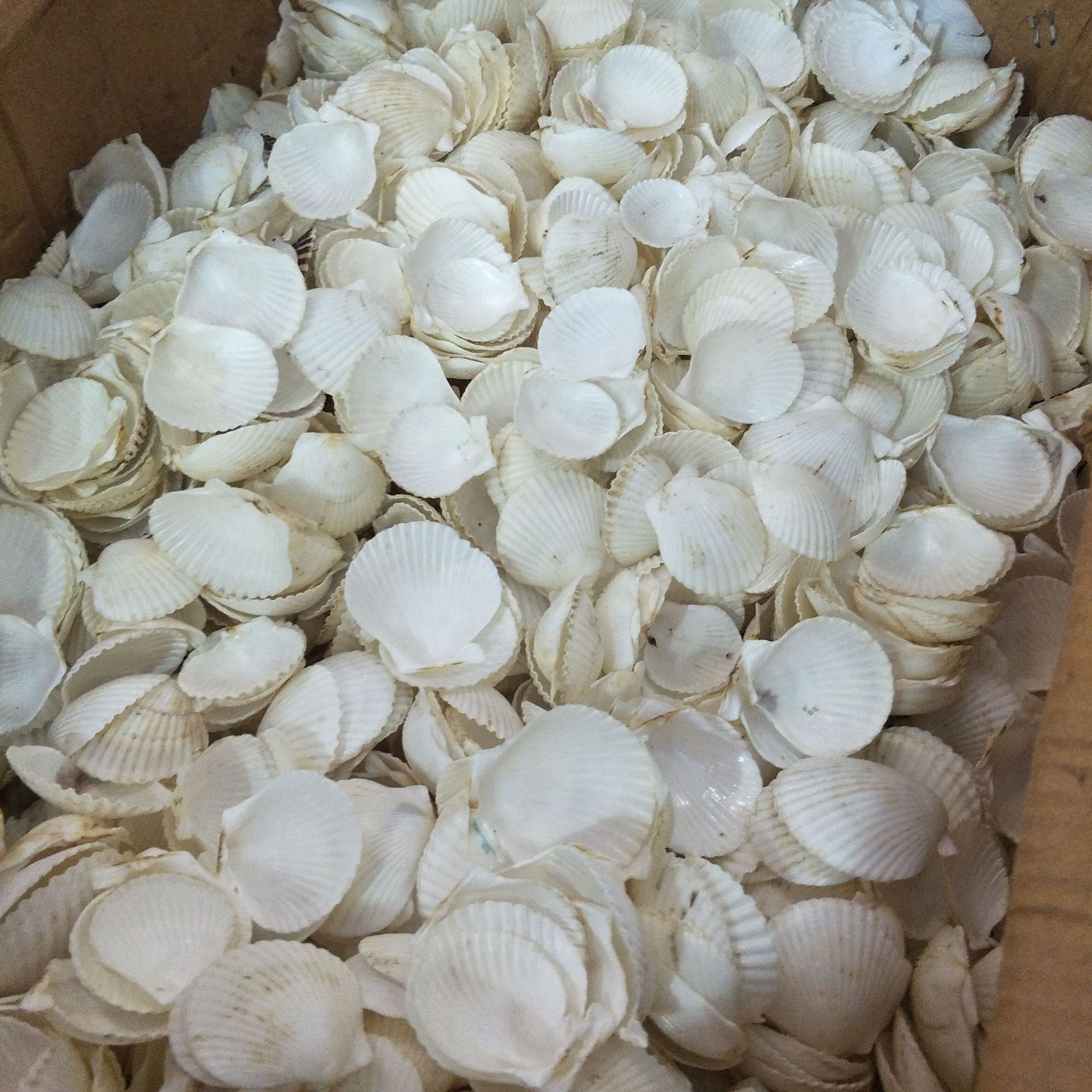 白扇贝 厂家直销天然海螺贝壳3-5厘米海星 贝壳片