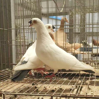 扬州点子鸽 大尾巴黑点子 墨环 紫环 新疆两头乌鸽 豆嘴两头乌