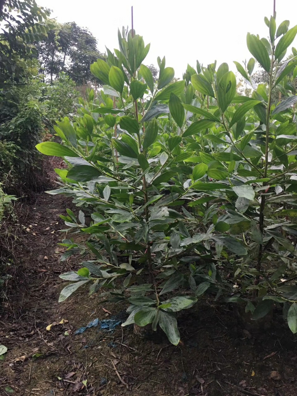 供应 马占相思 1.5-2米高 袋苗 造林速生树 乔木