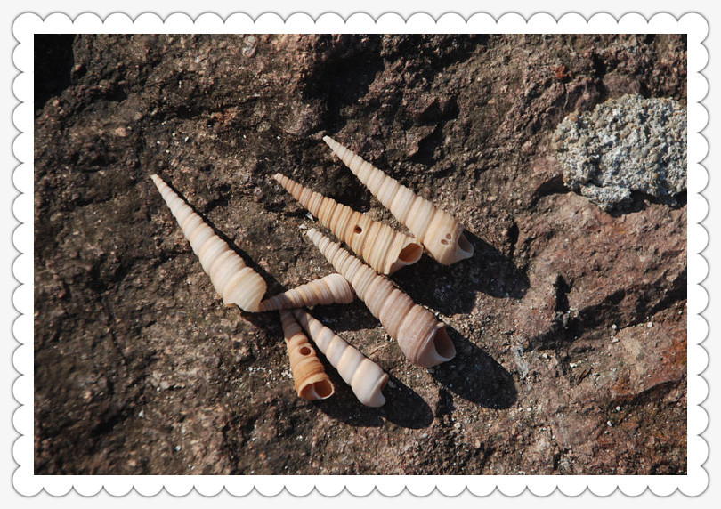 家居装饰海螺贝壳 水族鱼缸底饰 锥螺 鱼缸造景diy贝壳画 灯配件