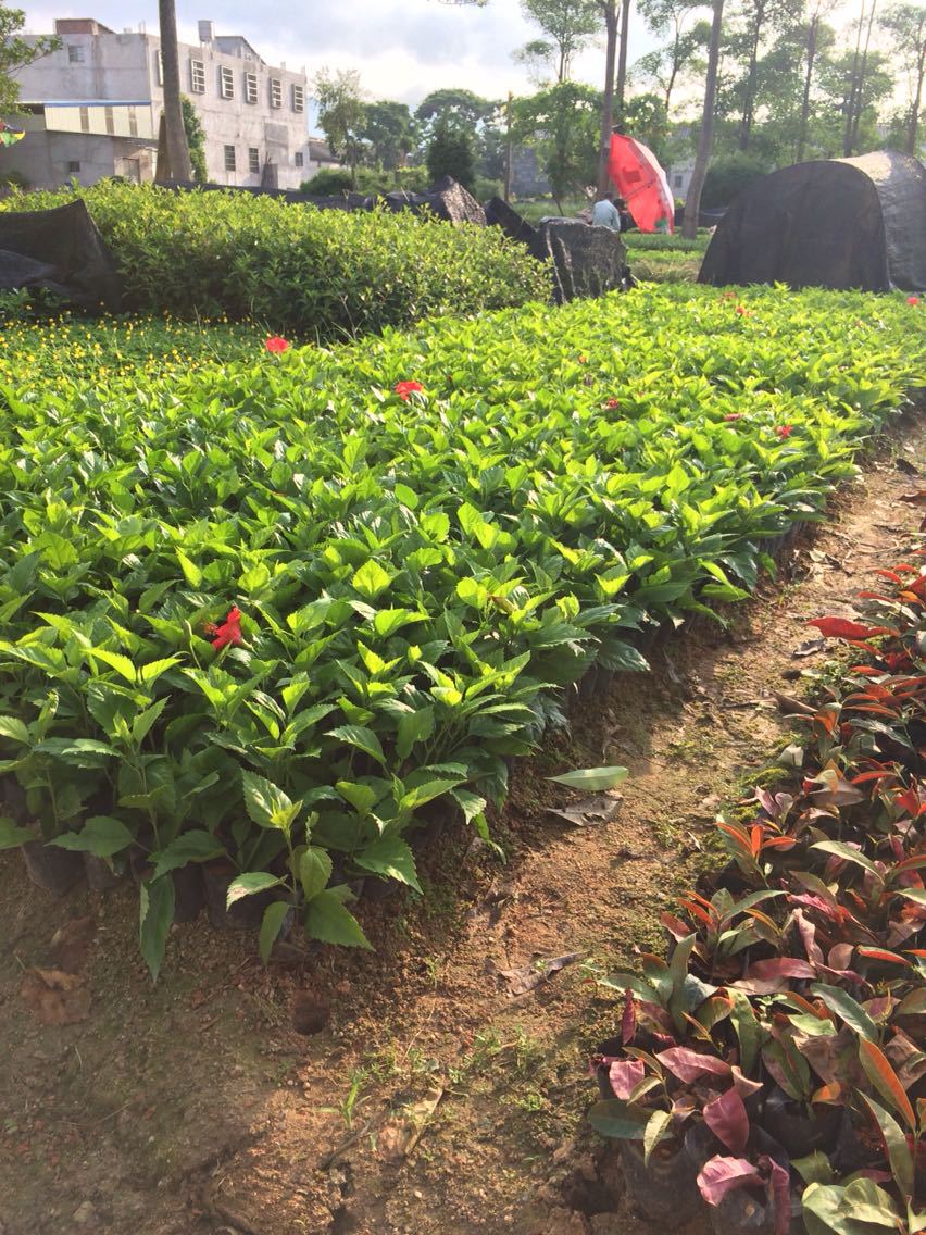 40cm高扶桑花苗重瓣丹麦朱槿重瓣扶桑带花桑叶牡丹大红花四季开花