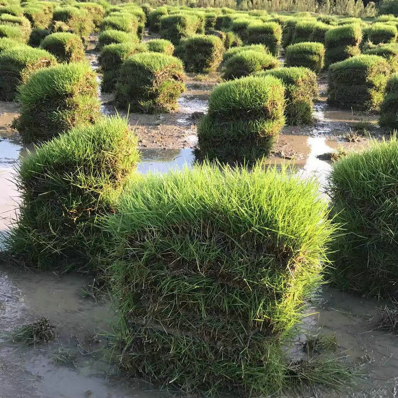 句容绿化草坪厂家批发 足球场专用马尼拉草坪 耐寒耐盐碱草坪