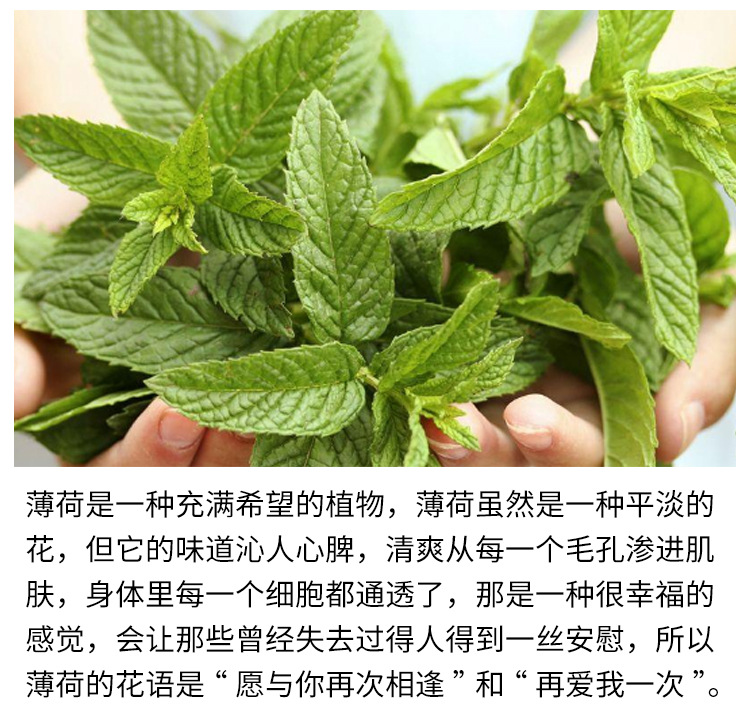 可食用薄荷种籽柠檬留兰香猫薄荷种子阳台盆栽香草驱蚊四季播种孑