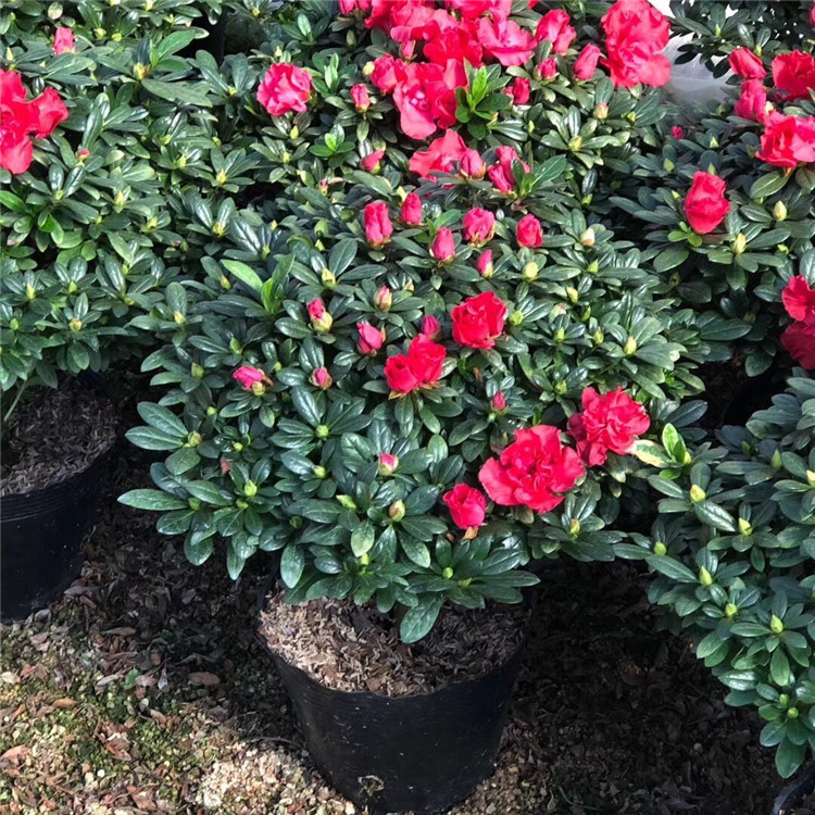 年宵花卉 杨梅红杜鹃花 23杯30-40冠幅-阿里巴巴