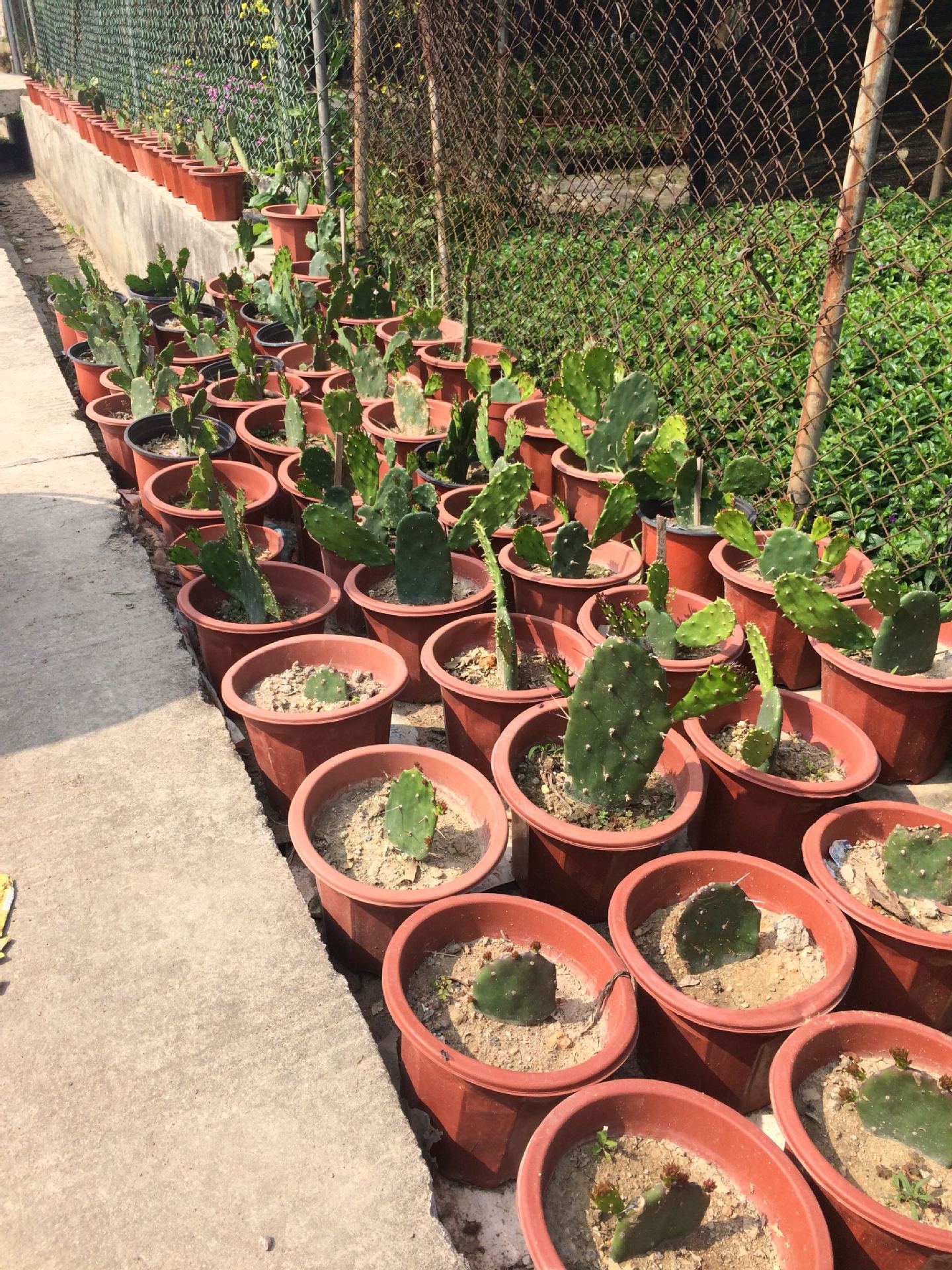 包邮仙人掌仙巴掌盆栽苗