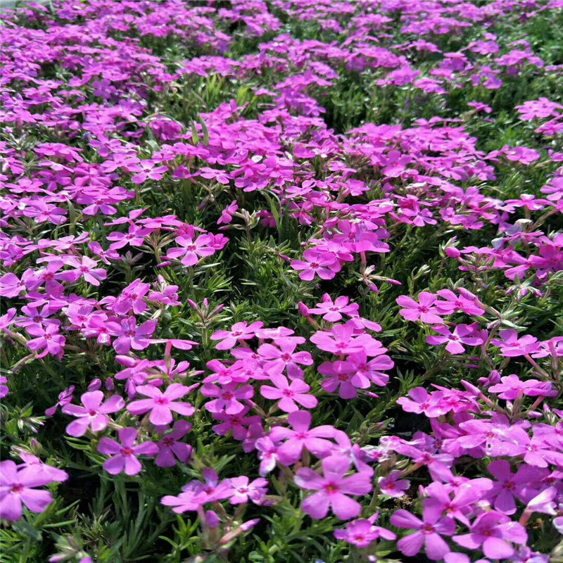 多年生耐寒花卉芝樱福禄考 花海景观工程 绿化带地被 丛生福禄考