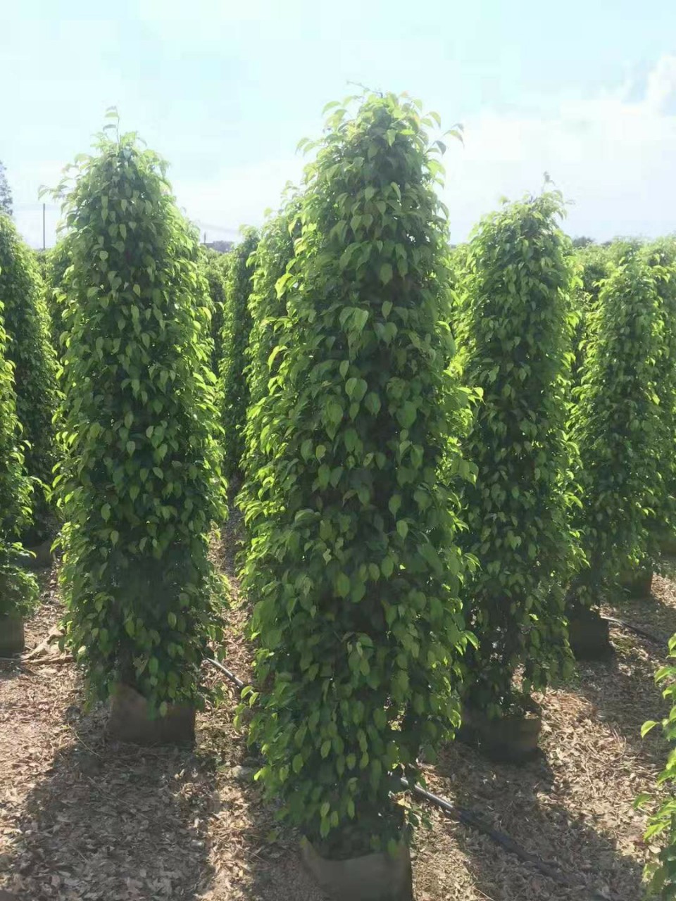 苗圃供应垂榕柱盆栽高度2.5米绿篱工程苗青叶垂榕