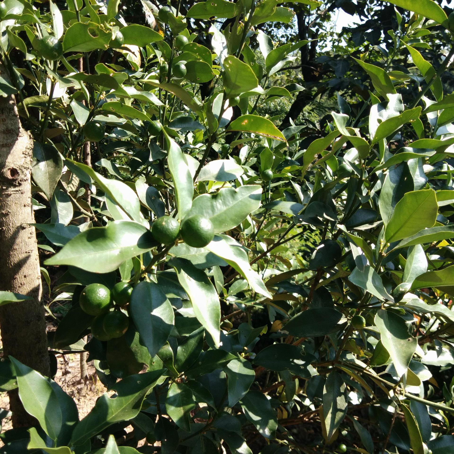 基地批发 桔子果树 金桔果树庭院地栽家居盆栽金桔树 现货直销