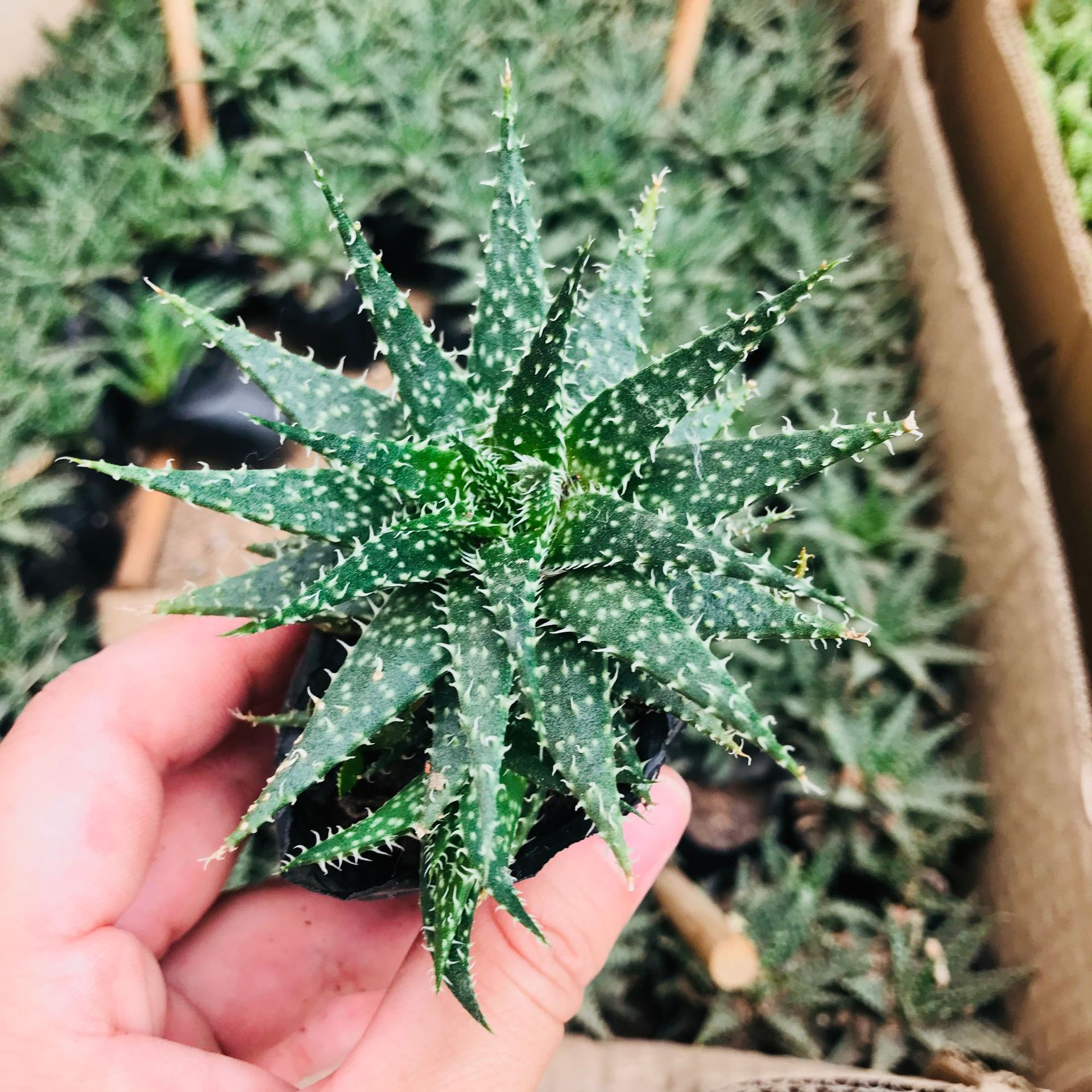 多肉植物雪花芦荟百合科多肉植物新手好养办公室吸甲醛雪花芦荟