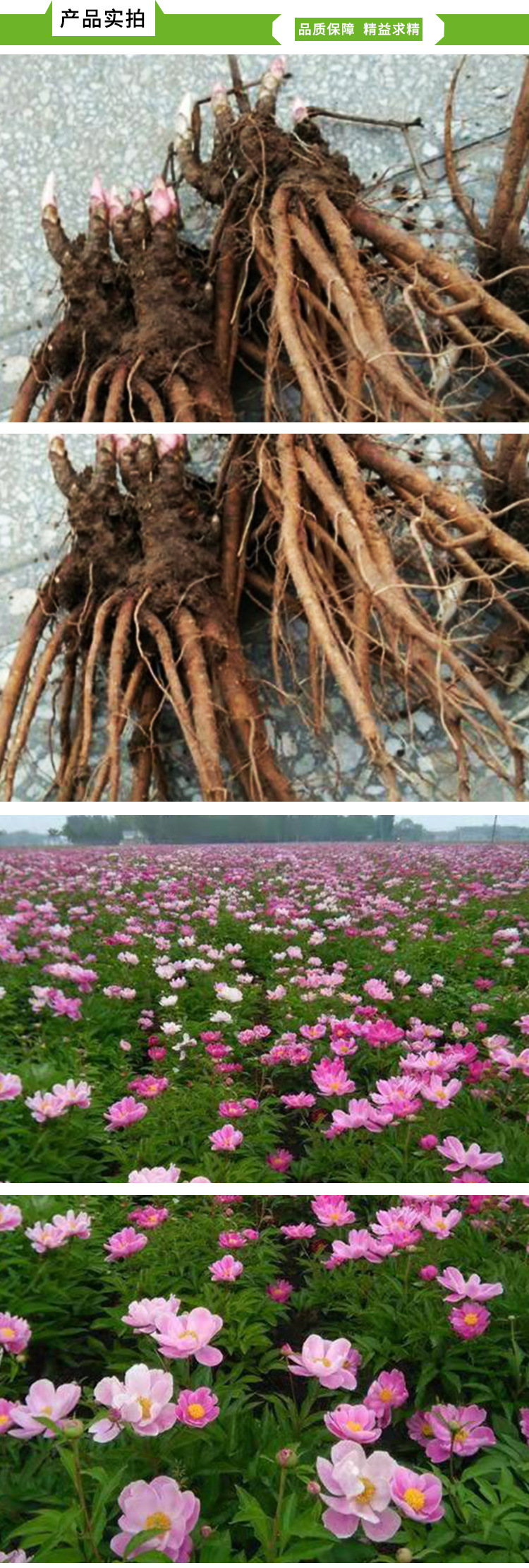 中药材 赤芍芽头赤芍苗赤芍赤芍种子基地直销包回收好种植品种