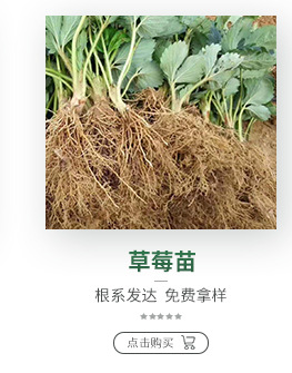 甜山楂 味甜山楂苗 田红子 大五棱 大金星山楂树苗 双1以上苗木