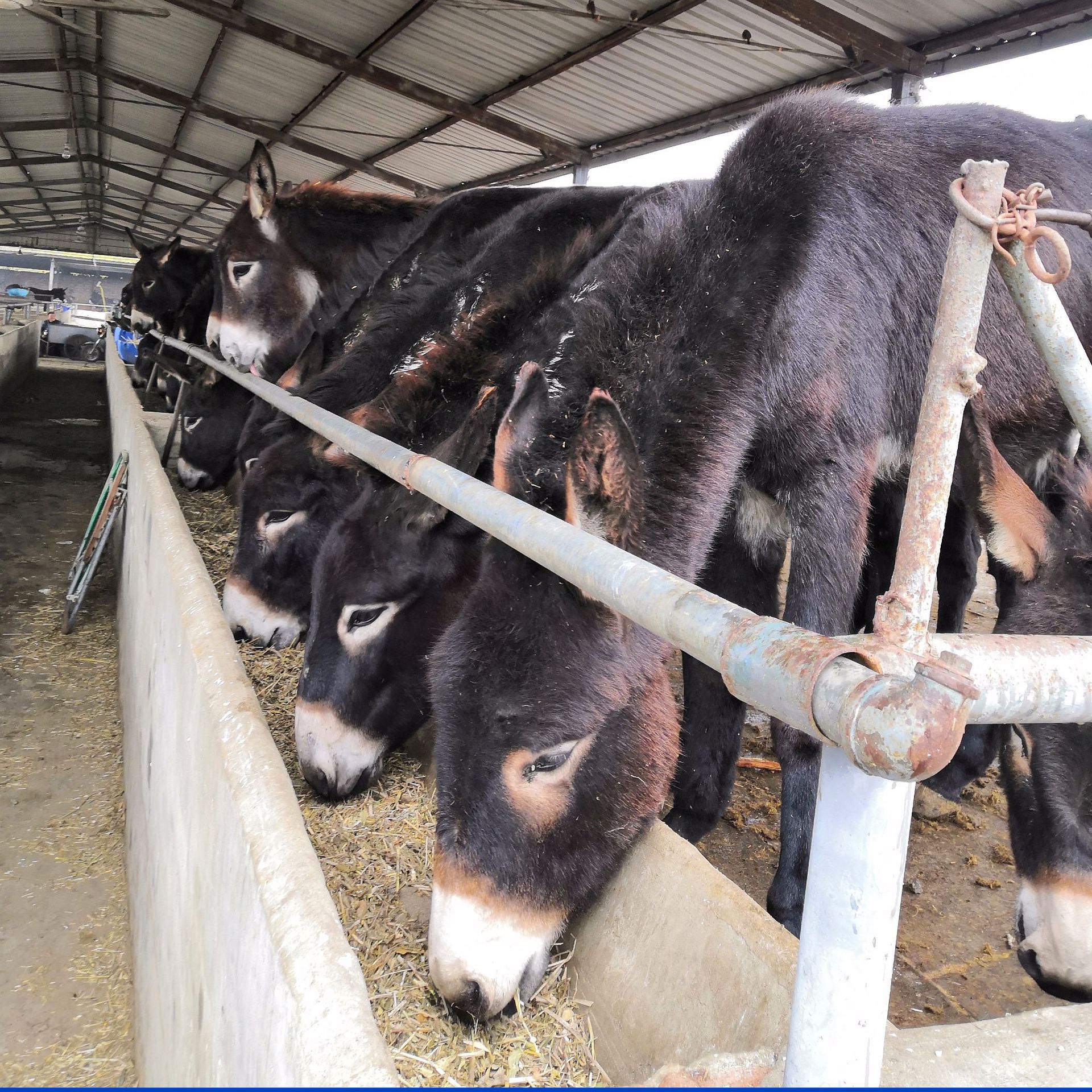江苏育肥用的小驴苗多少钱一头 毛驴价格 驴驹养殖现货出售