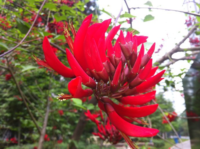 成都大量批发各规格象牙红及其他苗木品种,价格优惠,品种齐全