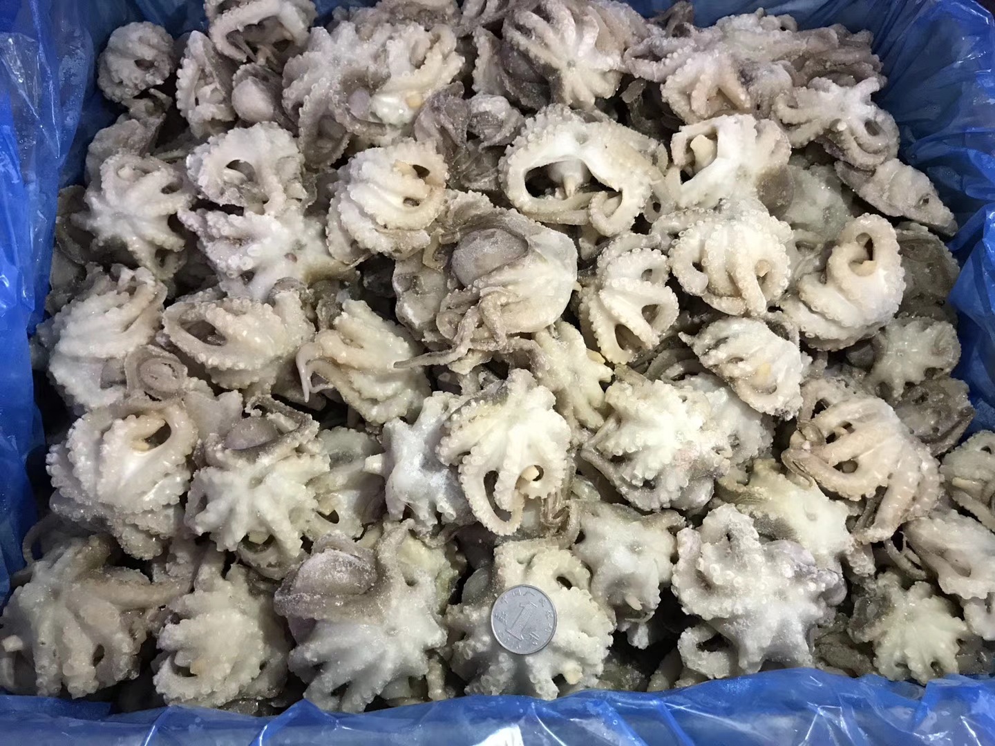 批发供应冷冻八爪鱼小章鱼冷冻冻章鱼麻辣海鲜原料直供